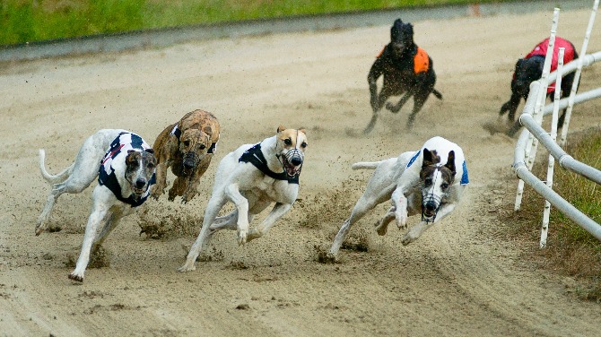 greyhound-racing-bill
