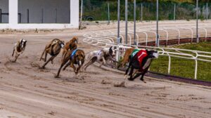 El gobernador de Oregón firma un proyecto de ley para prohibir las apuestas por Internet en las carreras de perros