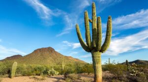 El Departamento de Juegos de Arizona asigna dos licencias de apuestas para eventos