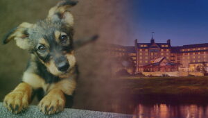 Mount Airy Casino Resort dona ropa de cama usada en buen estado a un refugio de animales local