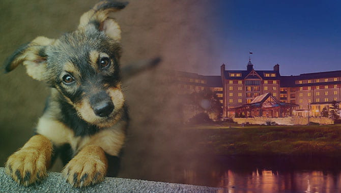 Mount Airy Casino Resort dona ropa de cama usada en buen estado a un refugio de animales local