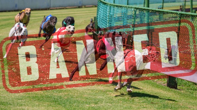 El gobernador Ned Lamont firma una ley que prohíbe las carreras de perros en Connecticut