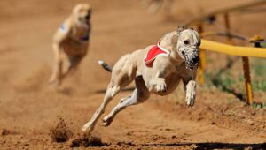 Un grupo de protección animal lanza una campaña contra las carreras de galgos de Churchill Downs