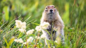 NorthStar Bets brinda a los habitantes de Ontario acceso a las apuestas del Día de la Marmota