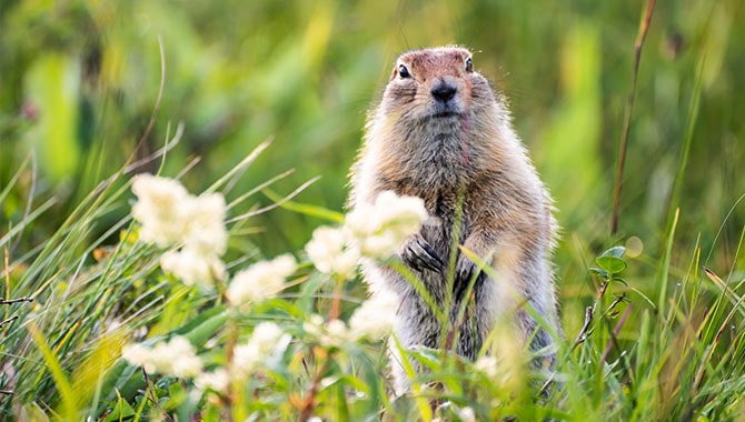 NorthStar Bets brinda a los habitantes de Ontario acceso a las apuestas del Día de la Marmota