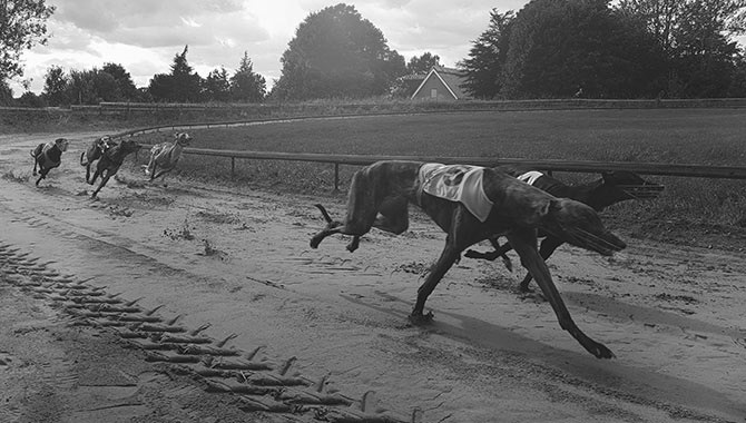 In the dog house: Greyhound protection group calls out Churchill Downs