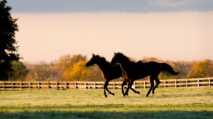 FanDuel contributes $25,000 to thoroughbred aftercare, helps raise over $200,000