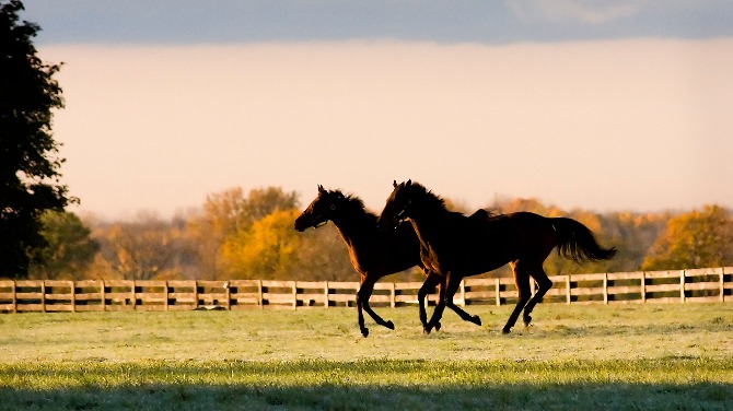 FanDuel contributes $25,000 to thoroughbred aftercare, helps raise over $200,000