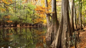 South Carolina Lawmaker Ties Casino Revenue to Land Conservation