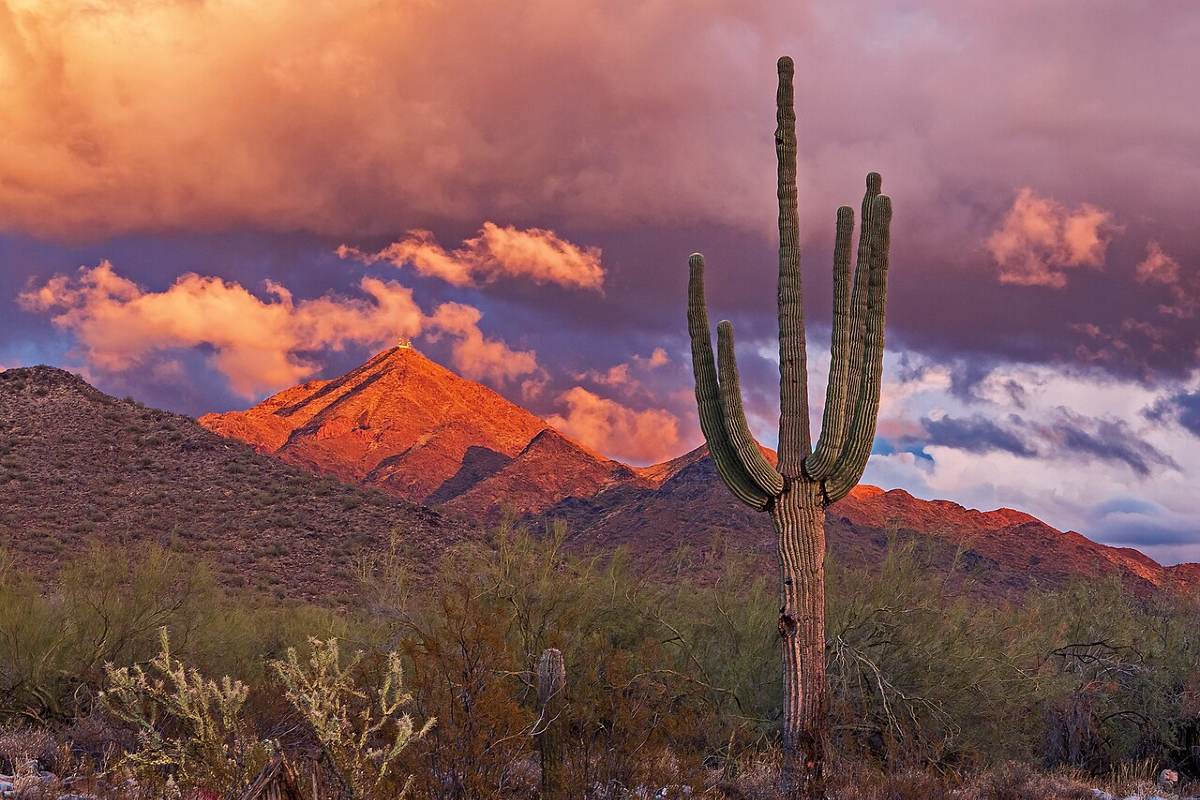 McDowell-Mountains-Dusk-cactus-foreground