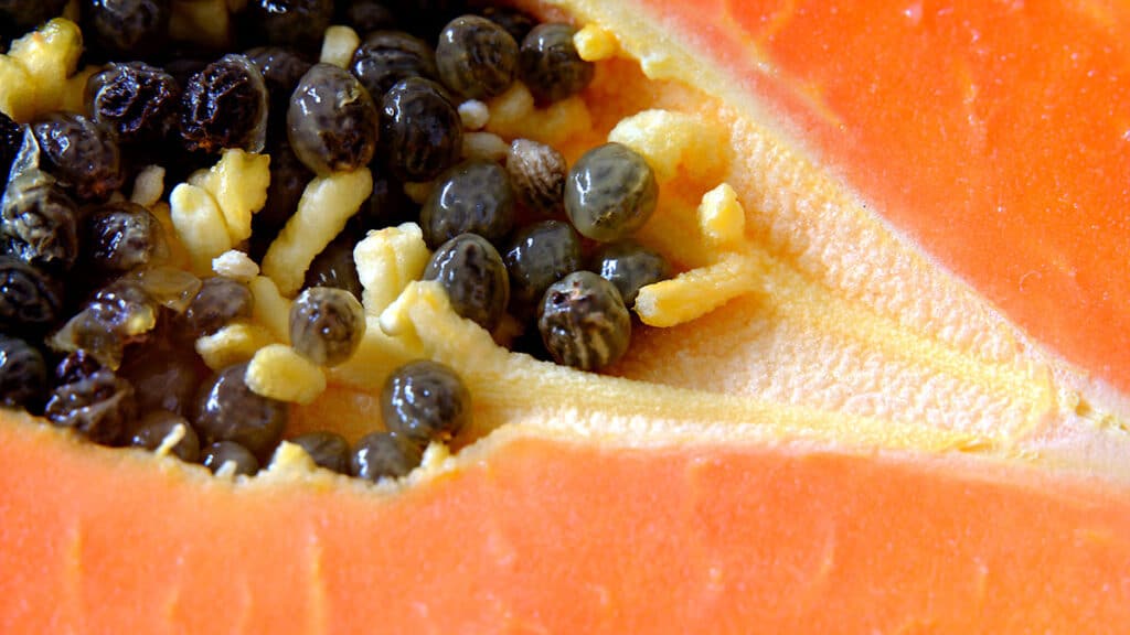 Skillz Prevails Against Rival Papaya in Court, Jury Awards $420 Million