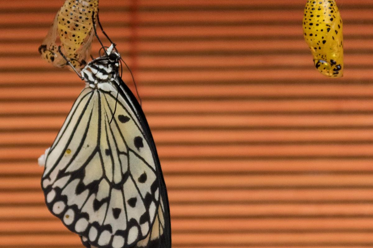 butterfly