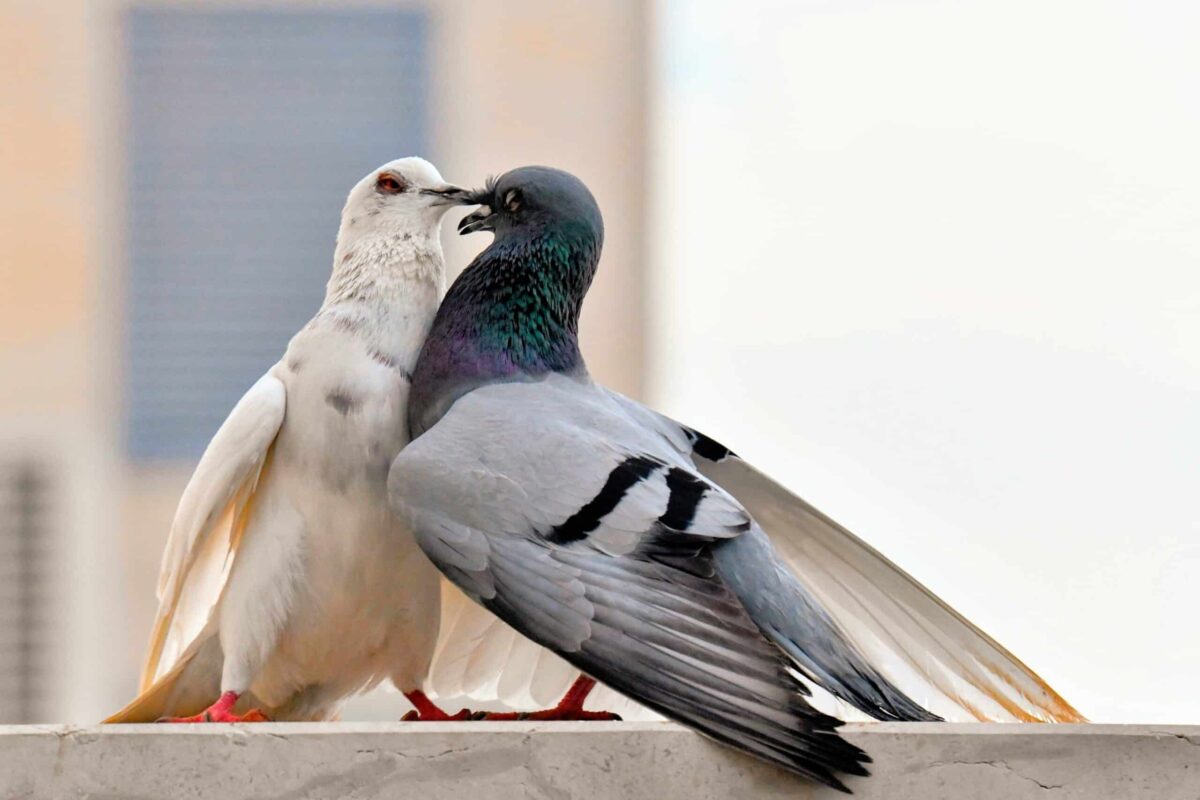 Mike Tyson pigeons